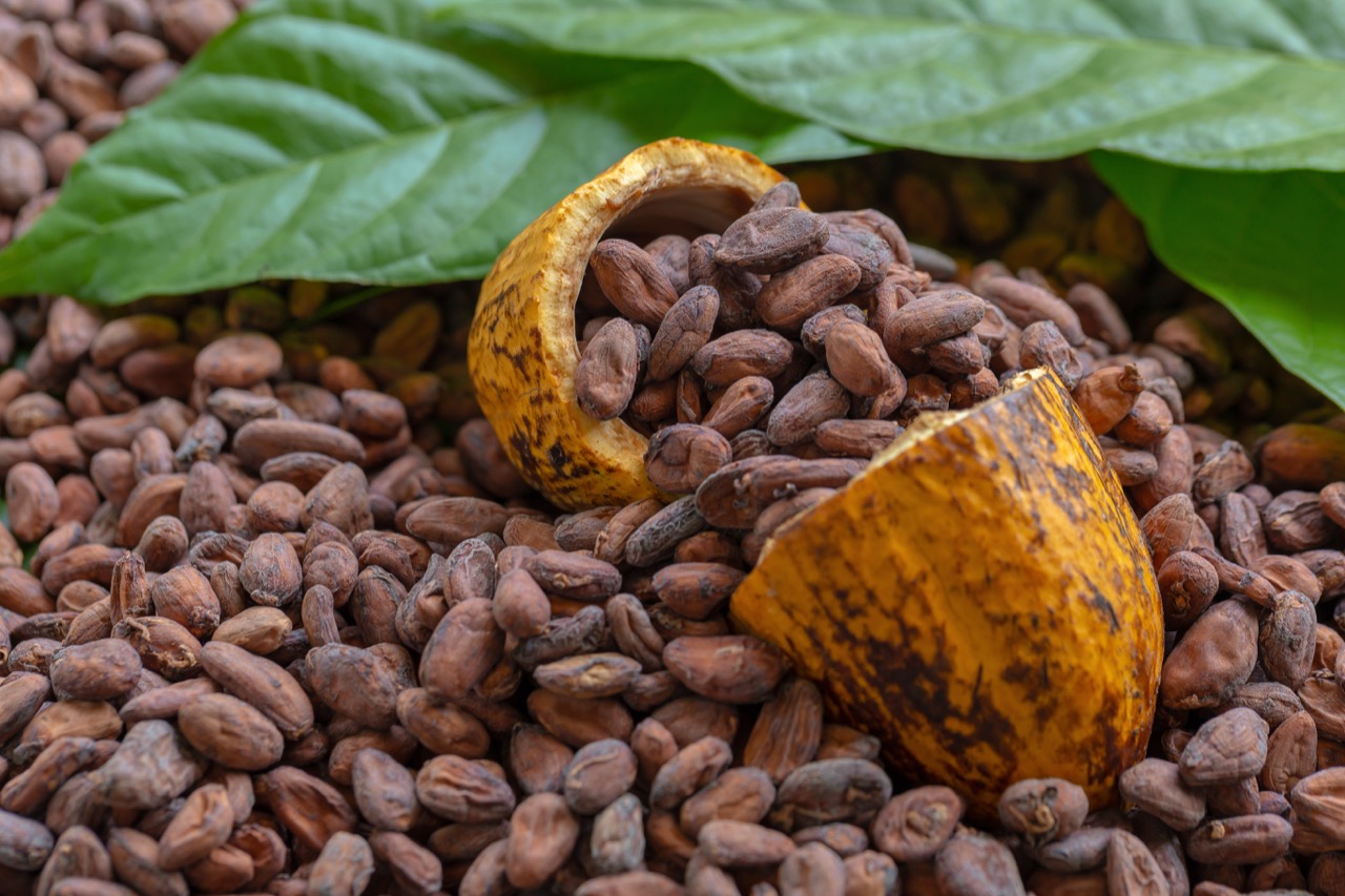 Tecnología Superior en Producción de Cacao | Corporación Formados - CF